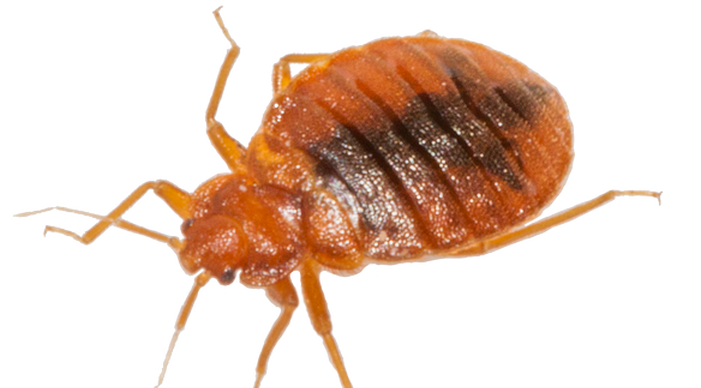 Bed Bug