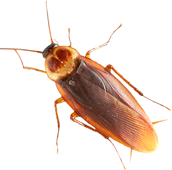 Cockroach